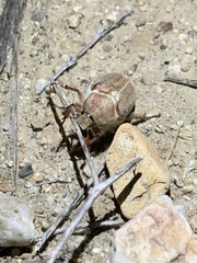 Amblonoxia