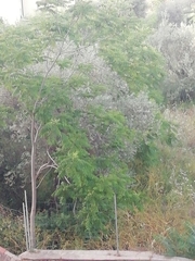 Ailanthus altissima