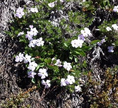 Phlox diffusa longistylis