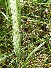Hordeum distichon