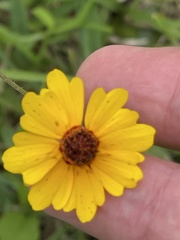 Coreopsis linifolia