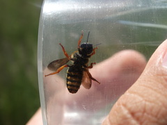 Rhodanthidium septemdentatum