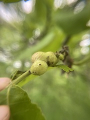 Phylloxera perniciosa