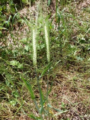 Hordeum distichon