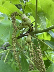 Phylloxera perniciosa