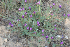 Astragalus lycius