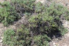 Globularia trichosantha