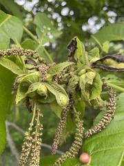 Phylloxera perniciosa