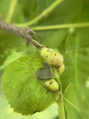 Phylloxera perniciosa