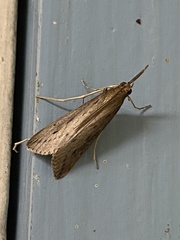 Donacaula longirostrallus