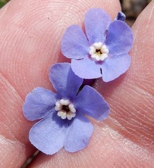 Hackelia velutina