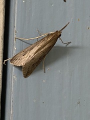 Donacaula longirostrallus