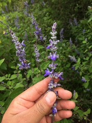 Salvia pruinosa