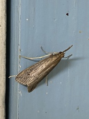 Donacaula longirostrallus