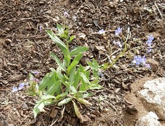 Hackelia velutina