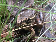 Lithobates sphenocephalus utricularius