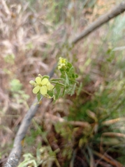 Biscutella auriculata