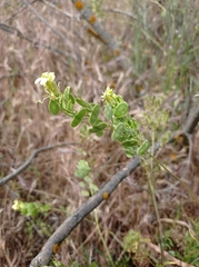 Biscutella auriculata