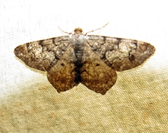 Macaria granitata