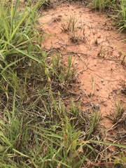 Oenothera triangulata