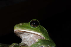 Zhangixalus smaragdinus