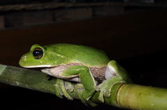 Zhangixalus smaragdinus