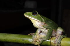 Zhangixalus smaragdinus