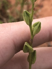 Oenothera triangulata