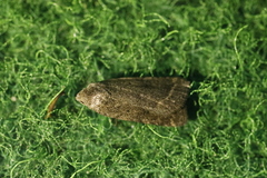 Athetis gluteosa