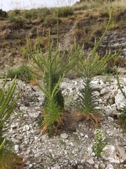 Reseda suffruticosa
