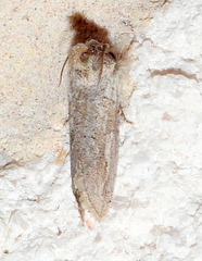 Acrolophus griseus