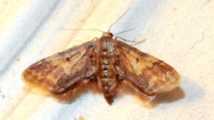 Idaea furciferata