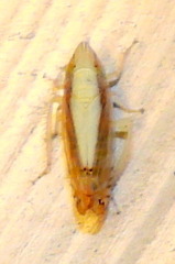 Scaphytopius elegans