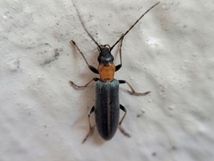 Oxycopis