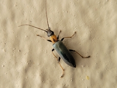 Oxycopis