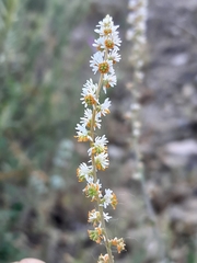 Reseda phyteuma
