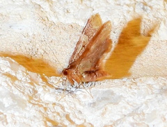 Idaea furciferata