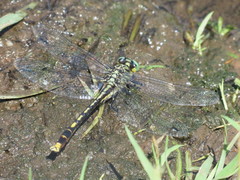 Arigomphus villosipes