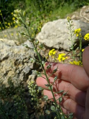 Alyssum trichostachyum