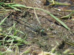 Arigomphus villosipes
