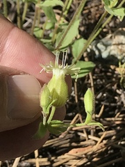 Silene campanulata
