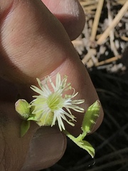 Silene campanulata