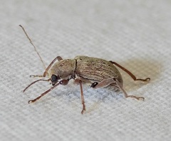 Neofidia lurida