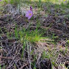 Olsynium douglasii