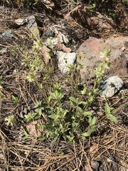 Silene campanulata