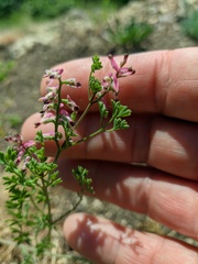 Fumaria kralikii