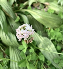 Trifolium repens