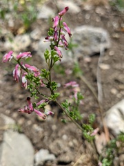 Fumaria kralikii