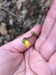 Dirca decipiens