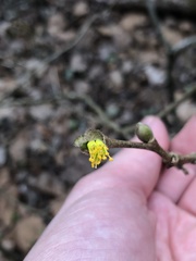 Dirca decipiens